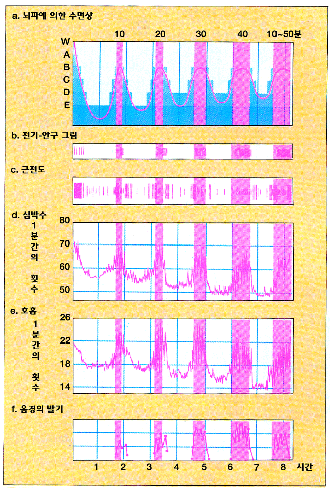 <그림 10> 야간에 있어서 수면상과 그에 따른 자율기능의 
여러 변화<br>